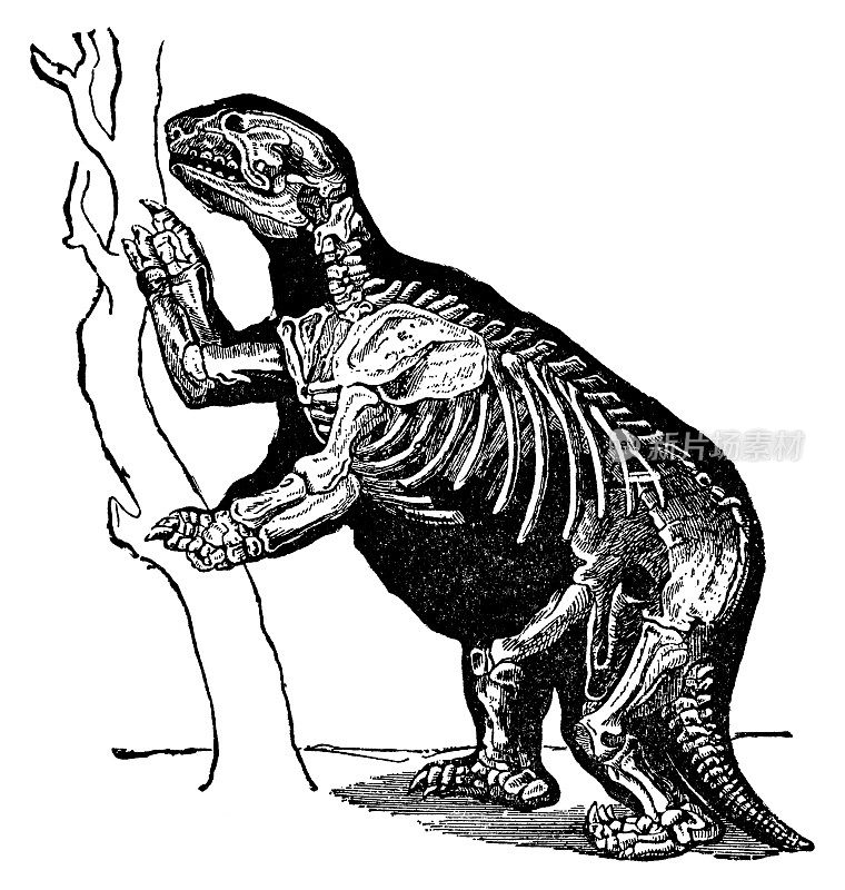 巨地懒(Mylodon darwin)剖面图- 19世纪